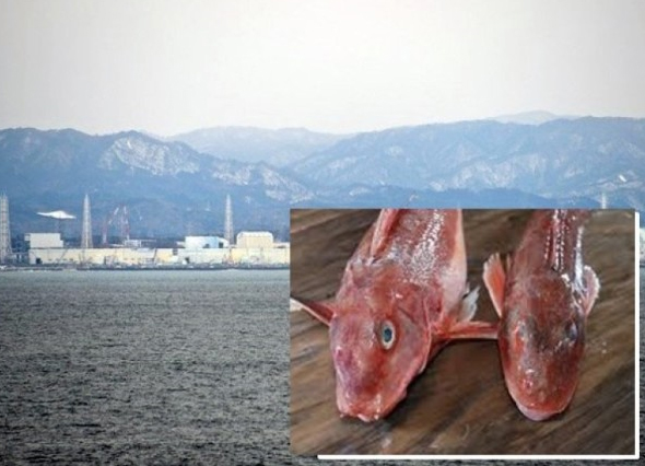 日本福岛核电站附近海域 发现超标“辐射鱼”(图)