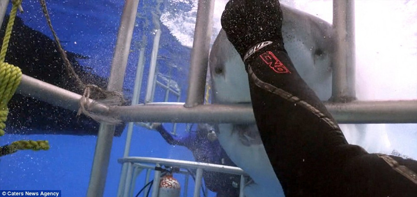 潜水员解救被笼所困的大白鲨