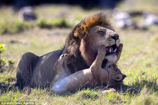 肯尼亚：狮群新领主与前狮王的幼崽亲密玩耍