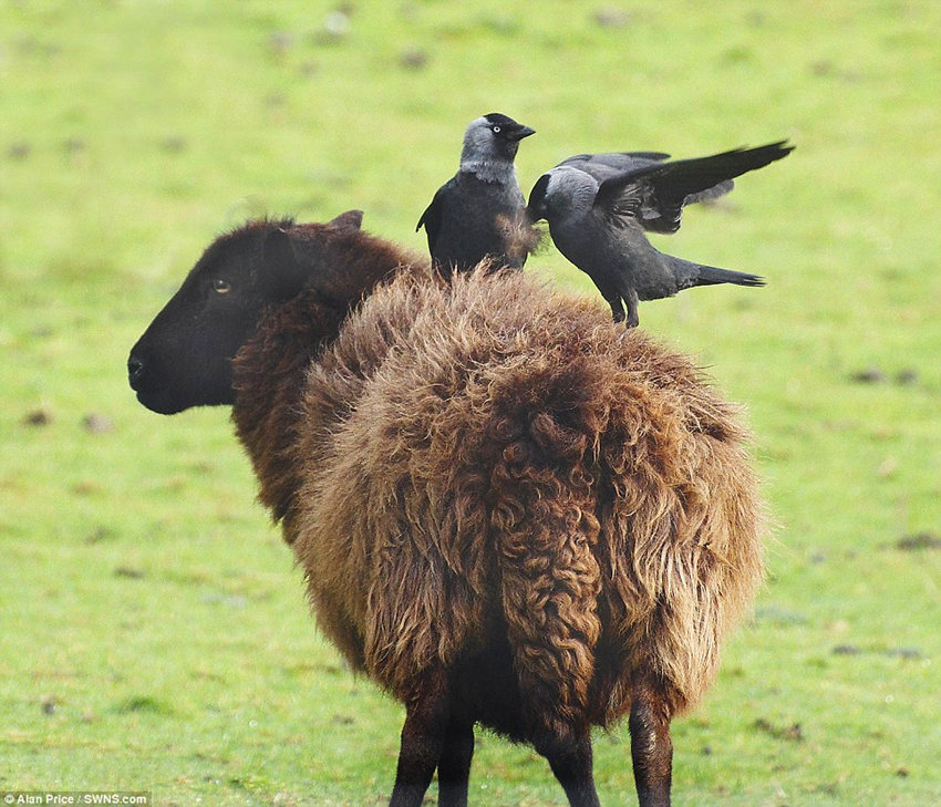 北威尔士斯诺登尼亚，寒鸦跳到羊身上，尽可能多地收集羊毛。