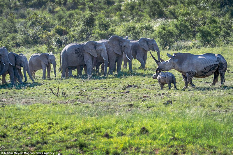 犀牛妈妈出于母性的本能，以一己之力对抗整个象群，照片摄于南非。