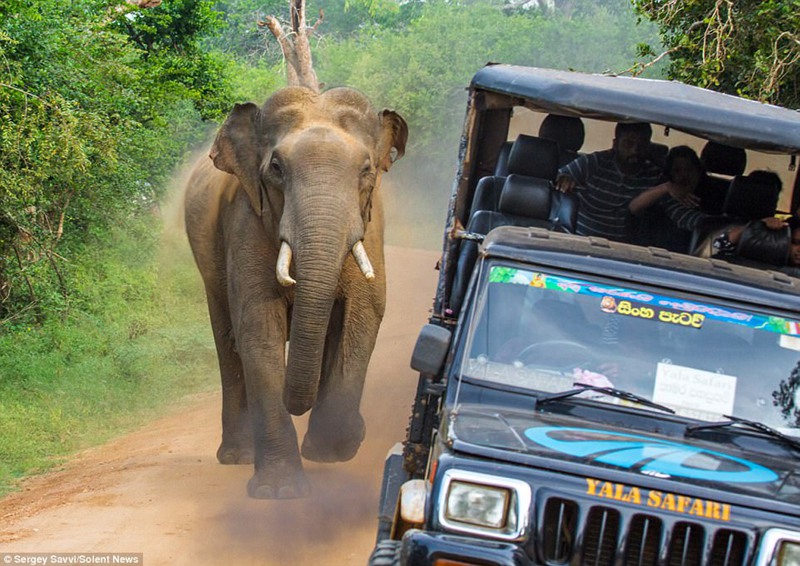 大象从吉普车的后方接近。
