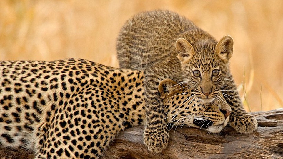 母亲的拥抱：一只小豹子和母亲玩耍。