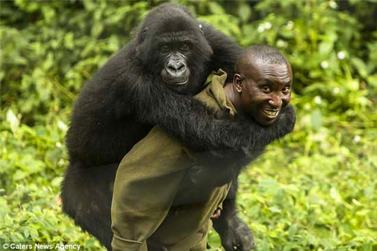 爱的抱抱！非洲大猩猩与饲养员亲密无间感人照片