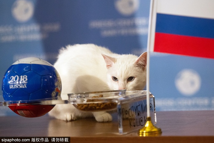 明星待遇!俄罗斯神猫预测2018世界杯揭幕战胜