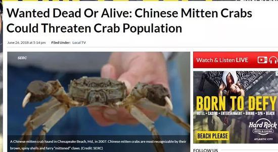 通缉入侵物种！中国大闸蟹！