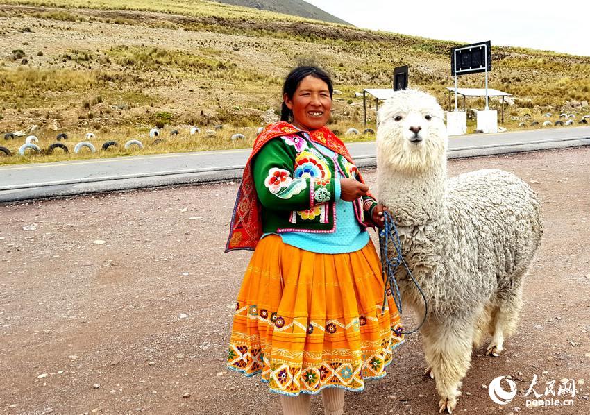 太阳公路最高点克丘亚妇女和她的羊驼在等待与游客合影  于世文  摄 