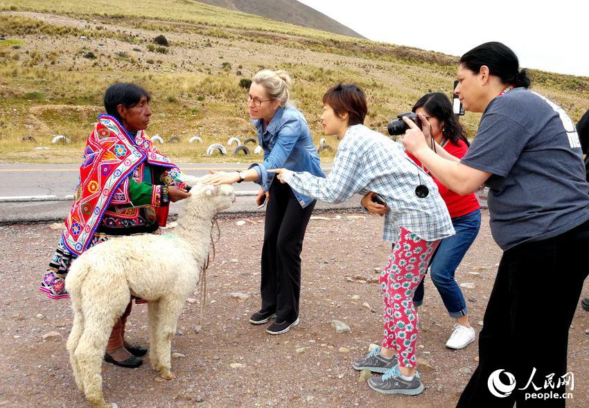 游客在太阳公路最高点追逐着可爱的羊驼拍照   于世文  摄 