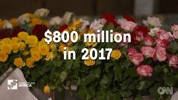 一年获利8亿美元 中国鲜花进口需求惠及肯尼亚