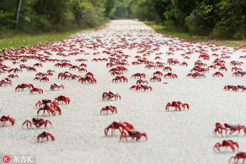 圣诞岛红蟹大迁徙
