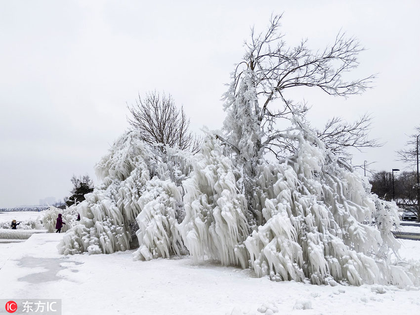 “极地涡旋”席卷美国 芝加哥树木成冰雕