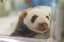 比利时新生熊猫宝宝亮相