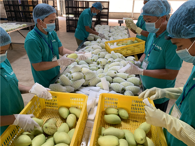 柬埔寨工人正在包装芒果。中国驻柬使馆供图