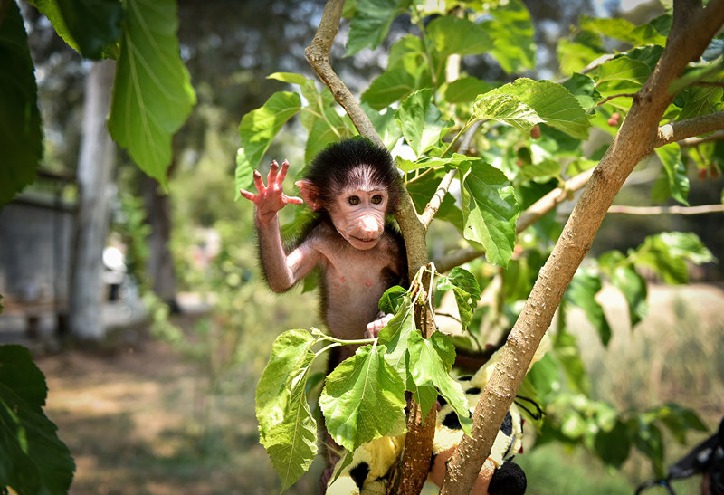 土耳其：被母亲弃养的小狒狒亮相自然公园