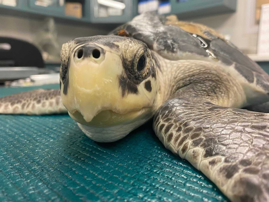 美国新奥尔良兽医营救濒危海龟