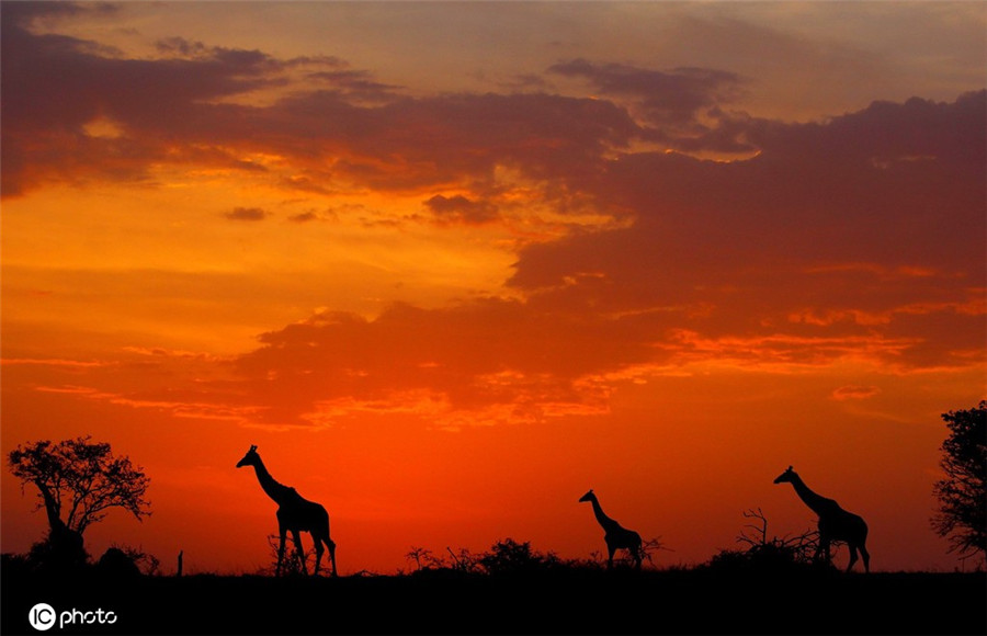 落日下非洲野生动物剪影 金色余晖画面唯美