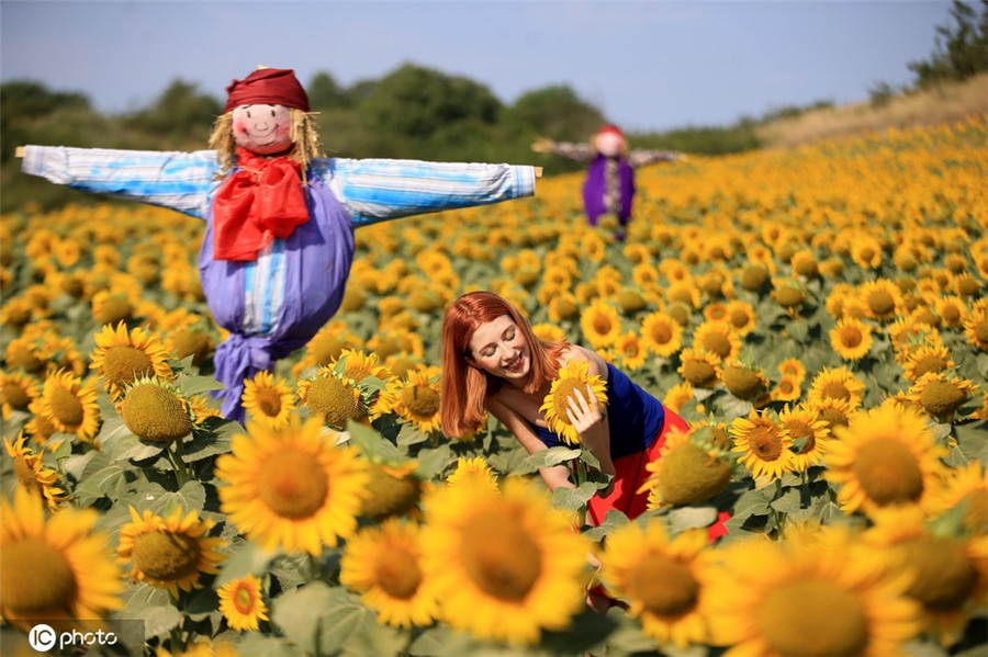 土耳其举行向日葵和稻草人节
