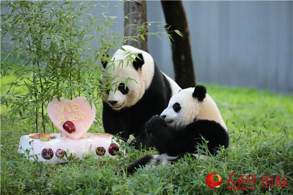 旅美大熊猫“小奇迹”庆祝周岁生日秦刚：中美人民交往的又一抹亮色