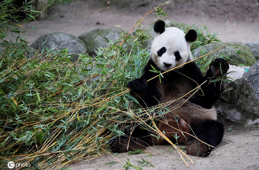 西班牙马德里动物园大熊猫吃竹子憨态可掬