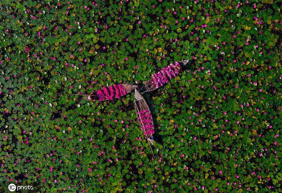 航拍孟加拉国农民采摘睡莲