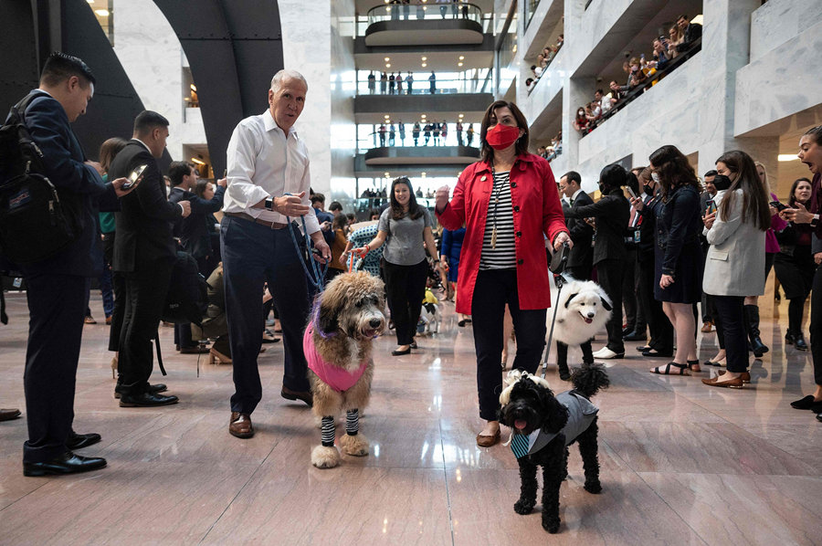 当地时间10月27日，美国华盛顿特区，国会山举行年度国会狗狗服装游行，议员及工作人员领狗狗参加。视觉中国版权作品，请勿转载。