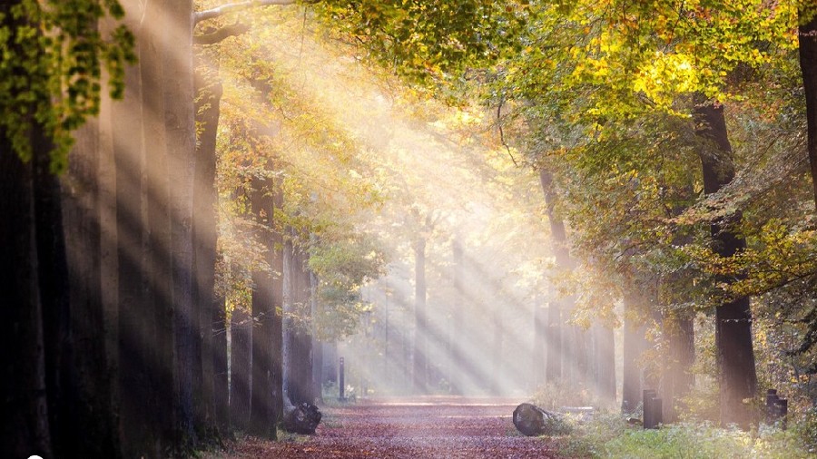 荷兰布雷达秋景美如画 远足者林中漫步