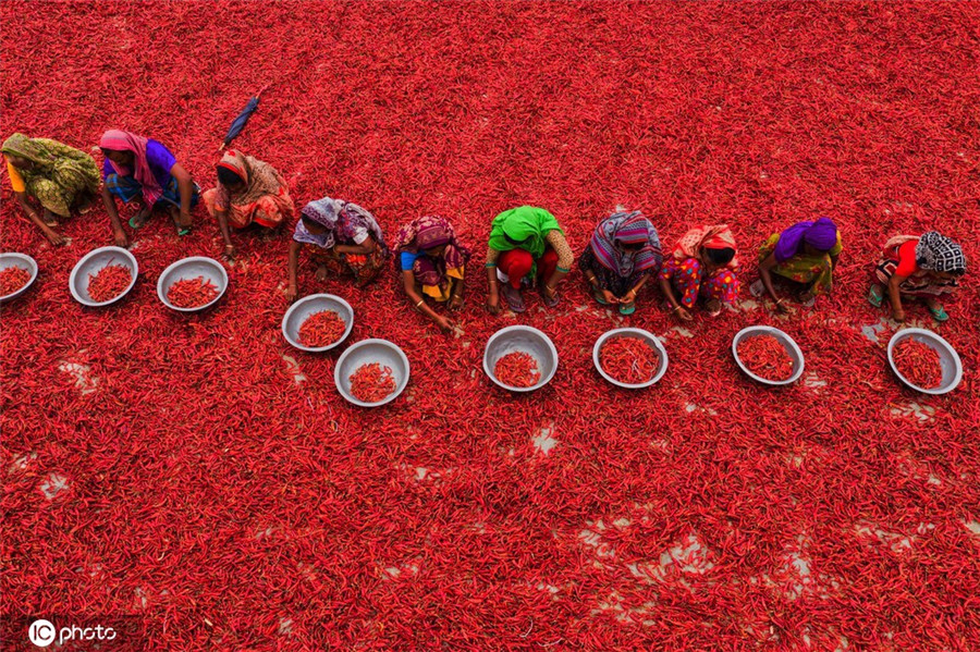 孟加拉国辣椒丰收 俯瞰似红色海洋