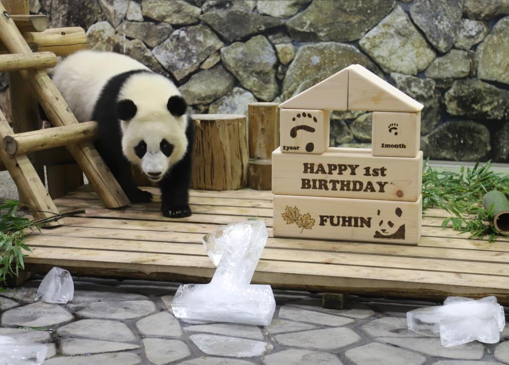 通讯：“小大使”发挥“大作用”——记在日本诞生大熊猫幼崽“枫浜”1岁庆生会