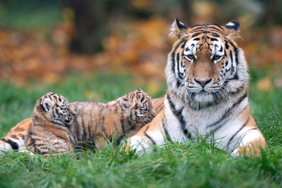 当地时间2021年11月24日，英国诺福克，当地班纳姆动物园的两只7周大的东北虎幼崽。视觉中国版权作品，请勿转载。