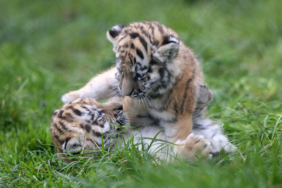 当地时间2021年11月24日，英国诺福克，当地班纳姆动物园的两只7周大的东北虎幼崽。视觉中国版权作品，请勿转载。
