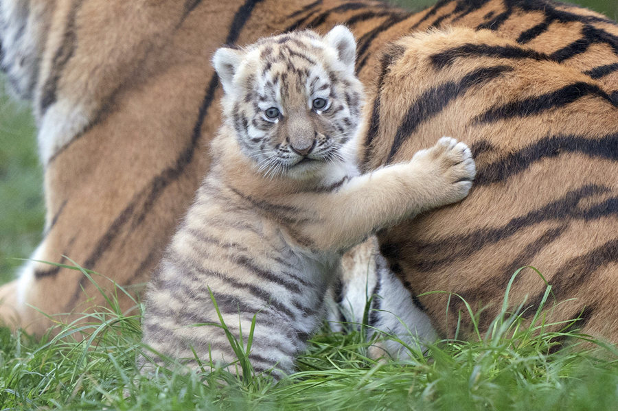 当地时间2021年11月24日，英国诺福克，当地班纳姆动物园的7周大的东北虎幼崽。视觉中国版权作品，请勿转载。