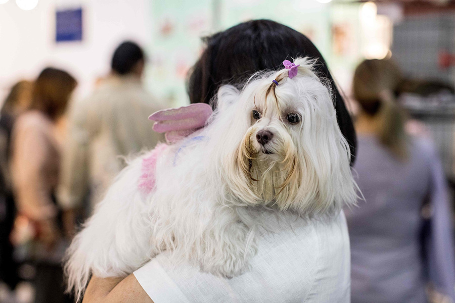 当地时间2021年11月25日，泰国曼谷举行2021年宠物博览会。视觉中国版权作品，请勿转载。