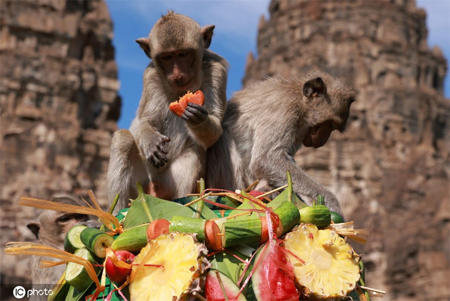 泰国华富里府举办第33届“猴子自助餐节”