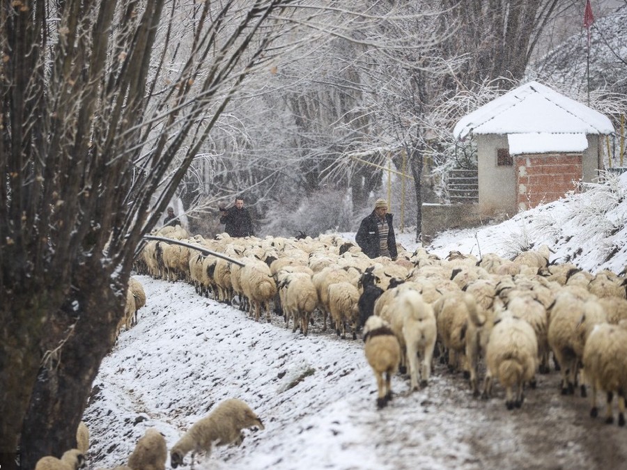 土耳其天气转寒 牧羊人驱赶羊群返回大本营
