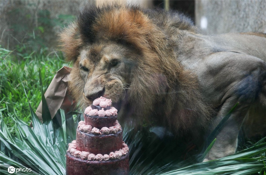 巴西动物园狮子“辛巴”庆祝13岁生日 津津有味吃蛋糕