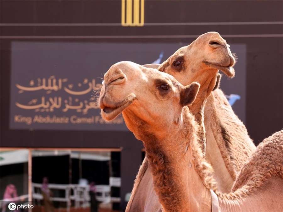 沙特阿拉伯举行骆驼节热闹非凡