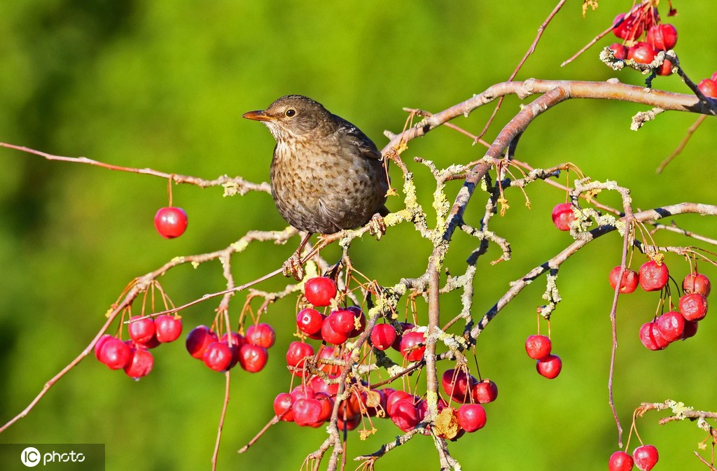 德国下萨克森州：诱人红果吸引小鸟前来觅食