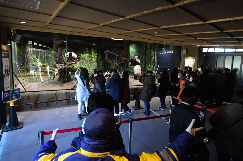 1月12日，中签游客入园参观双胞胎大熊猫宝宝“晓晓”和“蕾蕾”。上野动物园供图