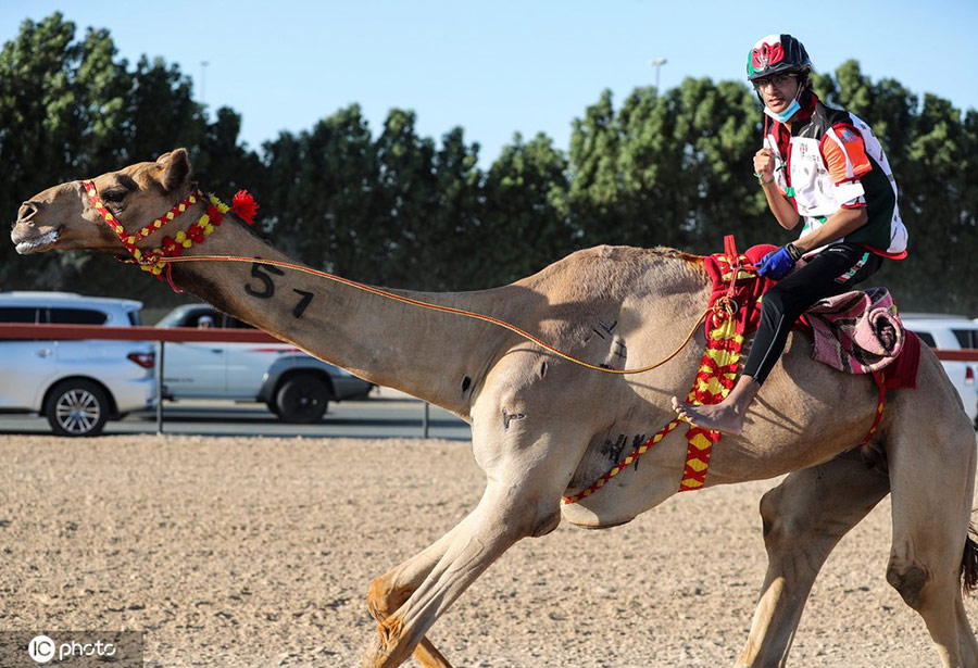 阿联酋骆驼马拉松开赛 庆祝建国50周年