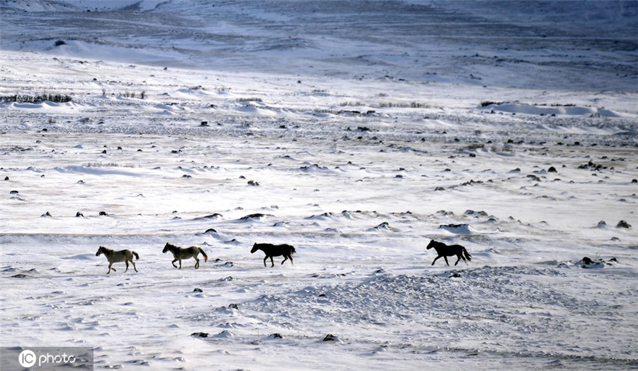 土耳其白雪覆盖田野 野马自由奔跑