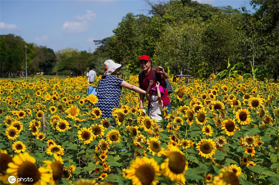 泰国曼谷植物节开幕 市民花田拍照喜洋洋