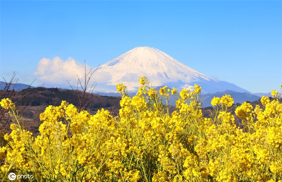 日本春天悄悄到来 富士山下油菜花盛开
