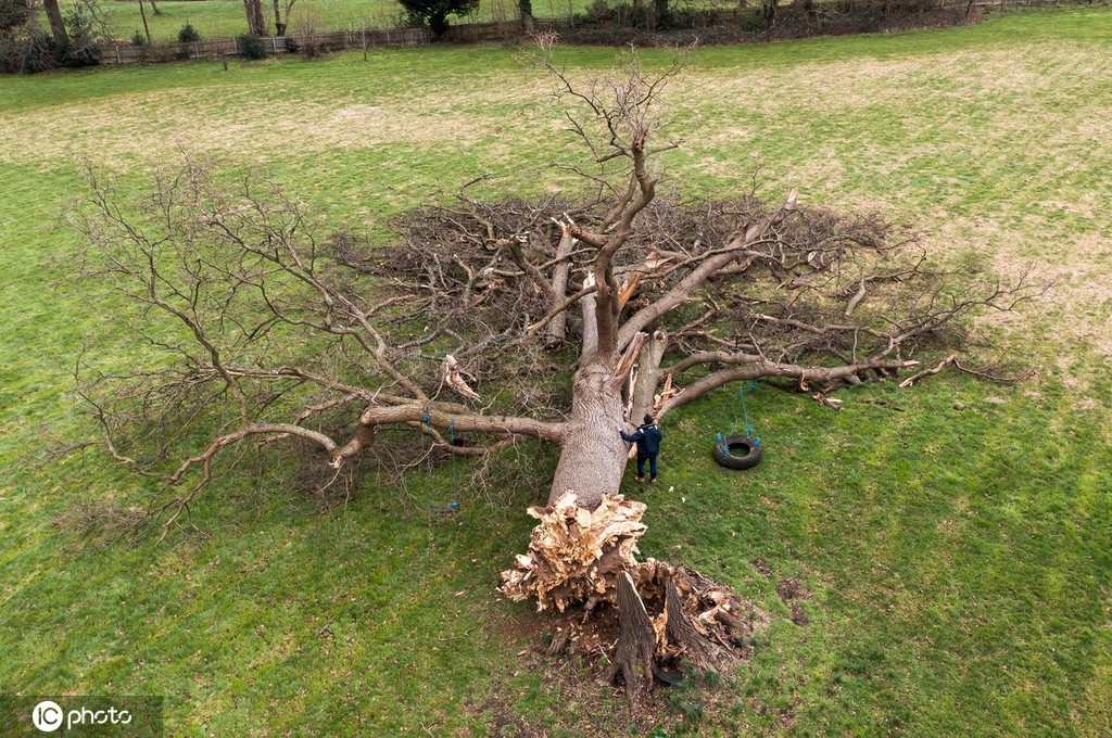 英国：强风吹断古老橡树