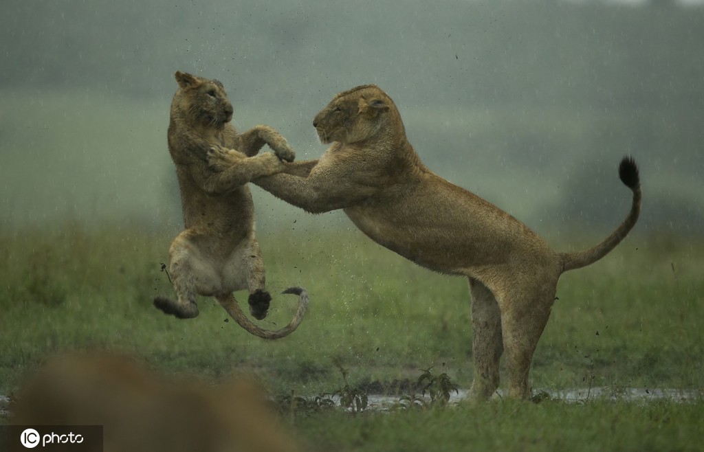肯尼亚两只母狮雨中玩闹 你来我往凶猛可爱