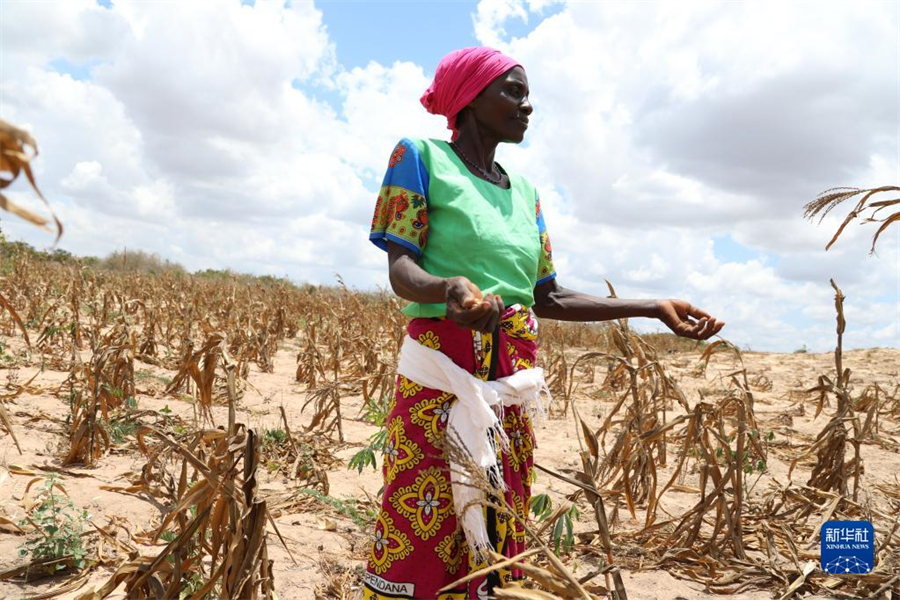 3月23日，没有收获的村民扎瓦迪沮丧地站在肯尼亚基利菲枯萎的玉米地里。联合国人道主义事务协调办公室近日称，非洲之角正经历严重干旱，埃塞俄比亚、肯尼亚和索马里有超过1300万人面临严重粮食不安全。位于肯尼亚东部的基利菲郡正在经历这场旱灾。由于缺乏牧场和水，基利菲郡已经失去了大约9500头牲畜，21.9万人面临严重饥饿。新华社记者 董江辉 摄