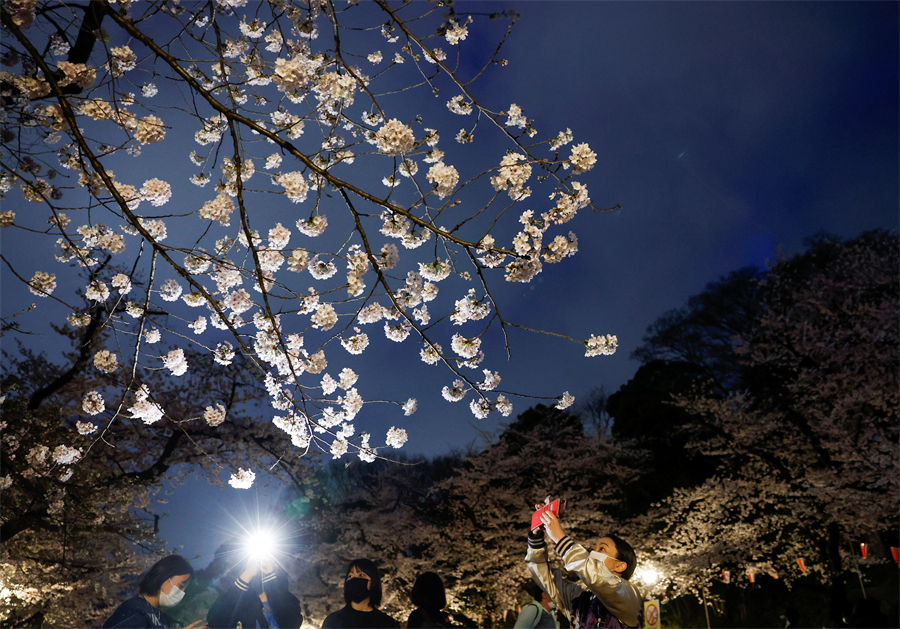 日本东京樱花盛开 游客记录美好瞬间