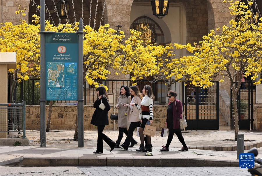 3月31日，在黎巴嫩贝鲁特，人们从盛开的黄花风铃木旁走过。由于黎巴嫩今年冬季比往年寒冷，时间较长，春天来迟。近日，天气回暖，贝鲁特闹市区风铃木花率先美丽绽放，宣示春天到来。新华社记者 刘宗亚 摄
