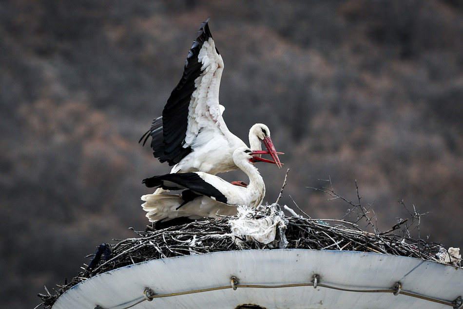 土耳其安卡拉建造“鹳鸟公寓” 20只鹳在此筑巢