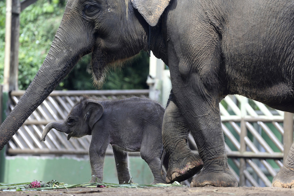 印尼巴厘岛动物园小象出生 与象妈妈欢快玩耍