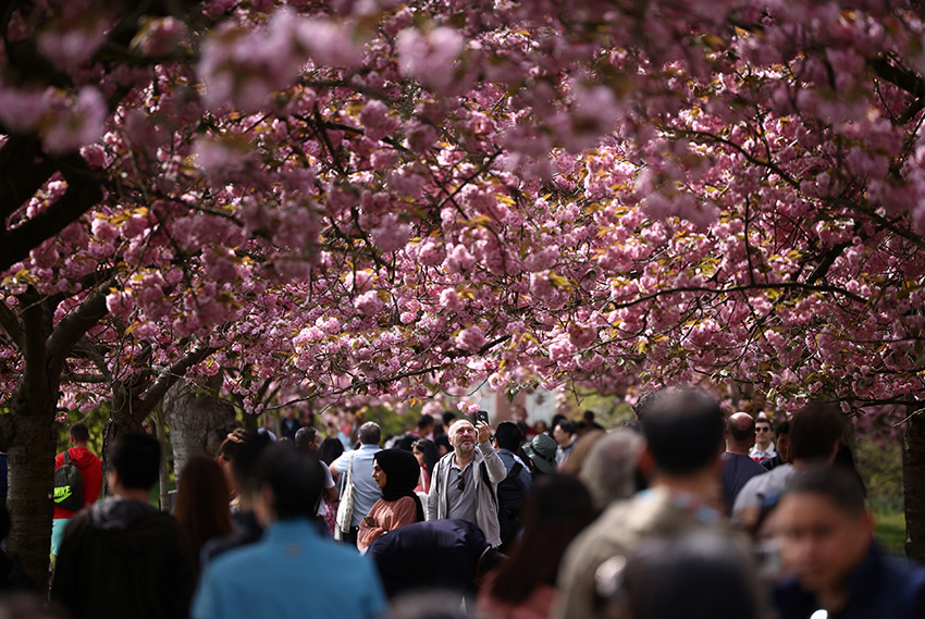 英国伦敦春意盎然 格林威治公园樱花盛开